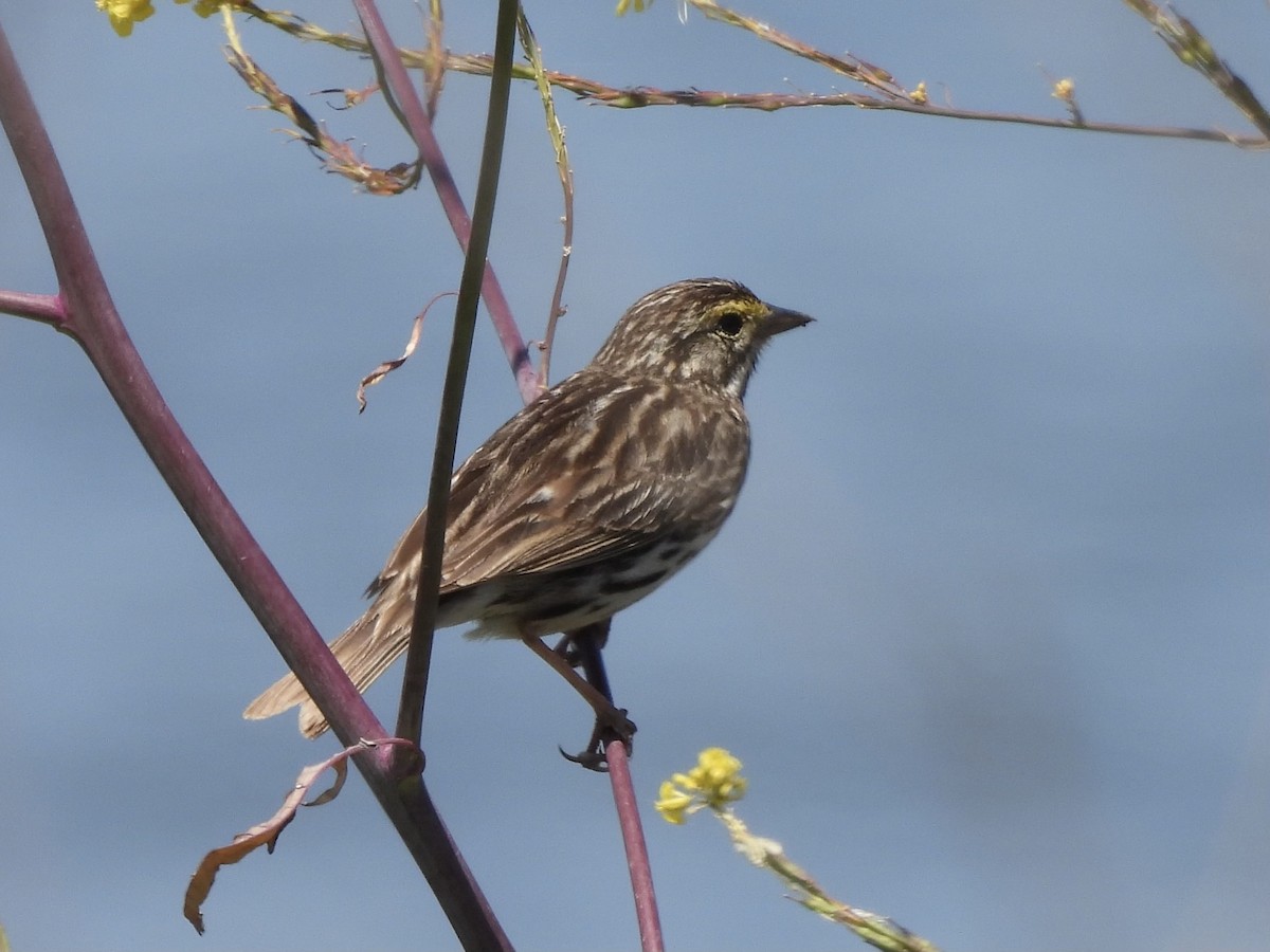 Savannah Sparrow - ML619457006