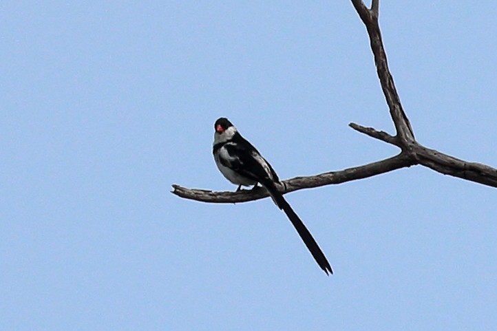 Pin-tailed Whydah - ML619457010