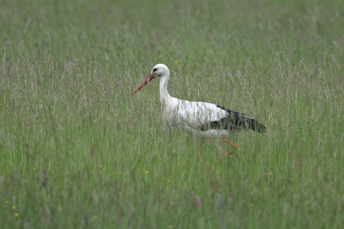 White Stork - ML619457013
