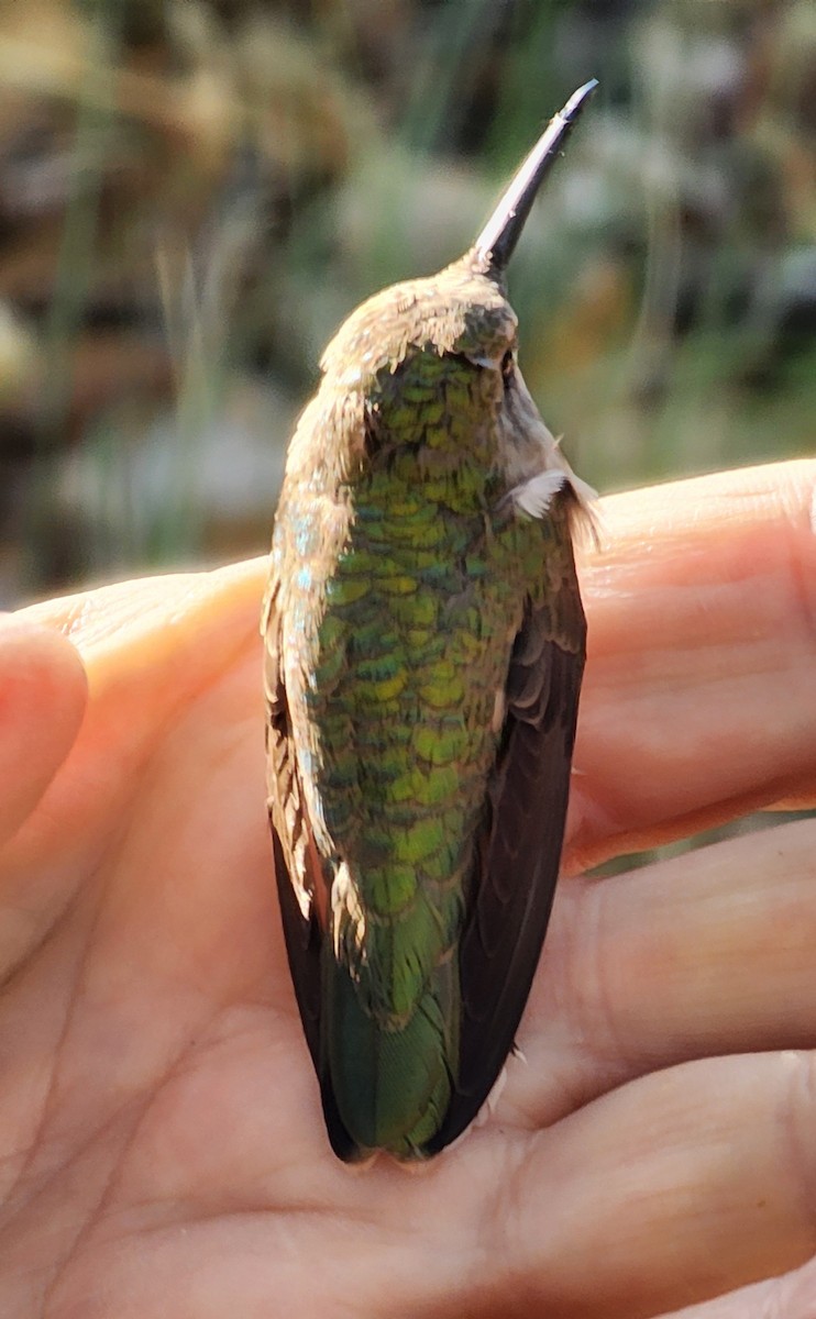 Black-chinned Hummingbird - ML619457082