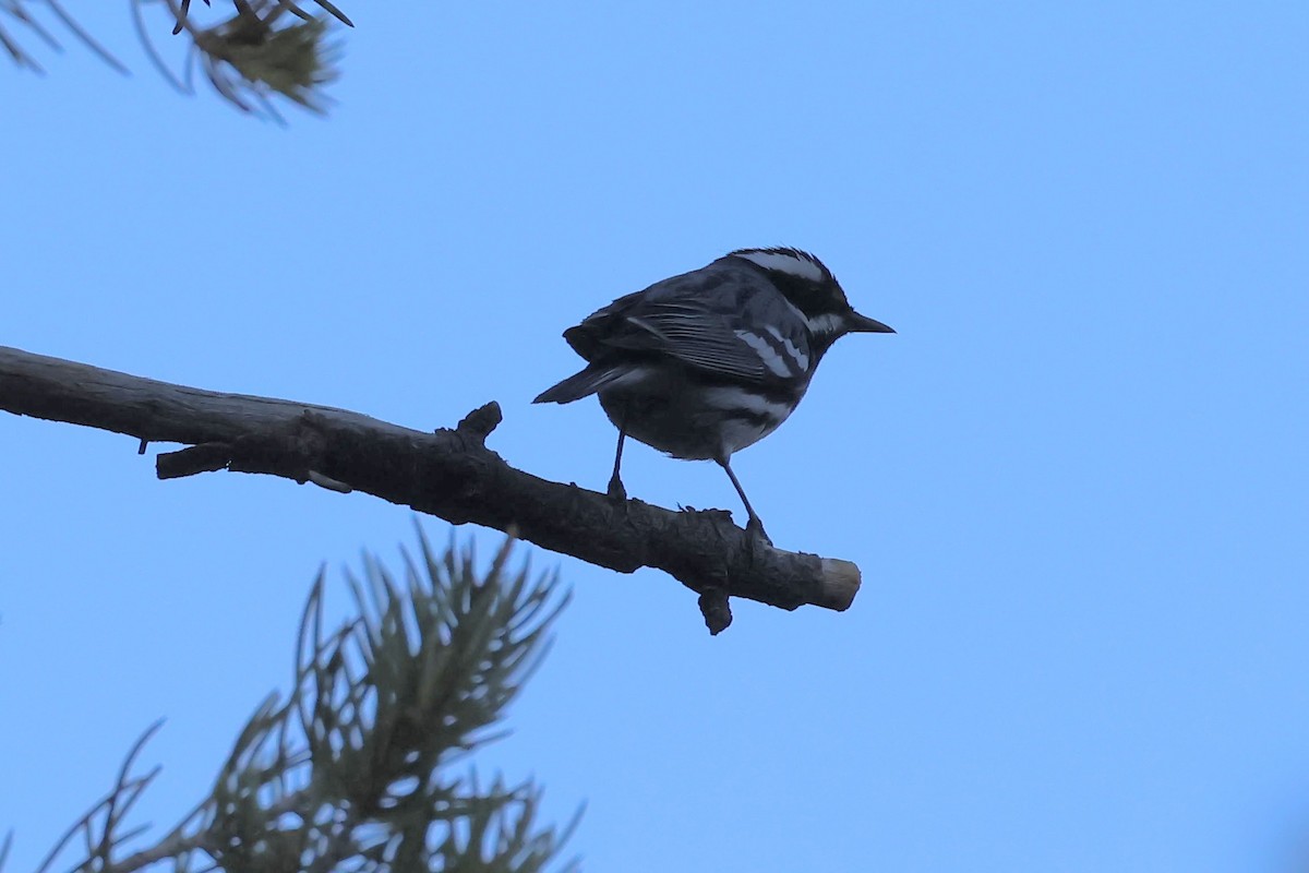 Black-throated Gray Warbler - ML619457093