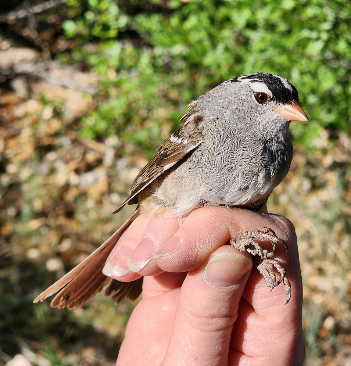 White-crowned Sparrow (Dark-lored) - ML619457100