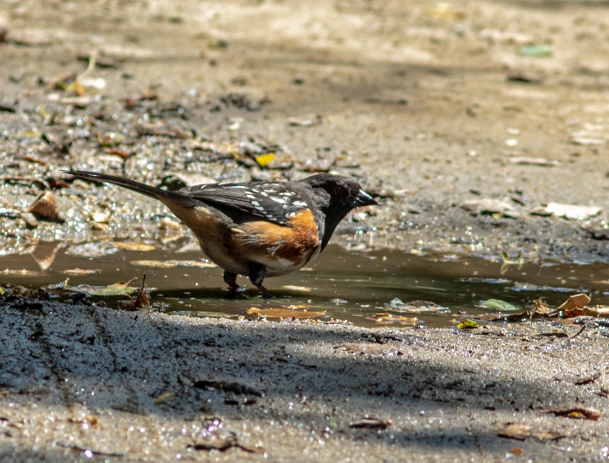Spotted Towhee - ML619457108
