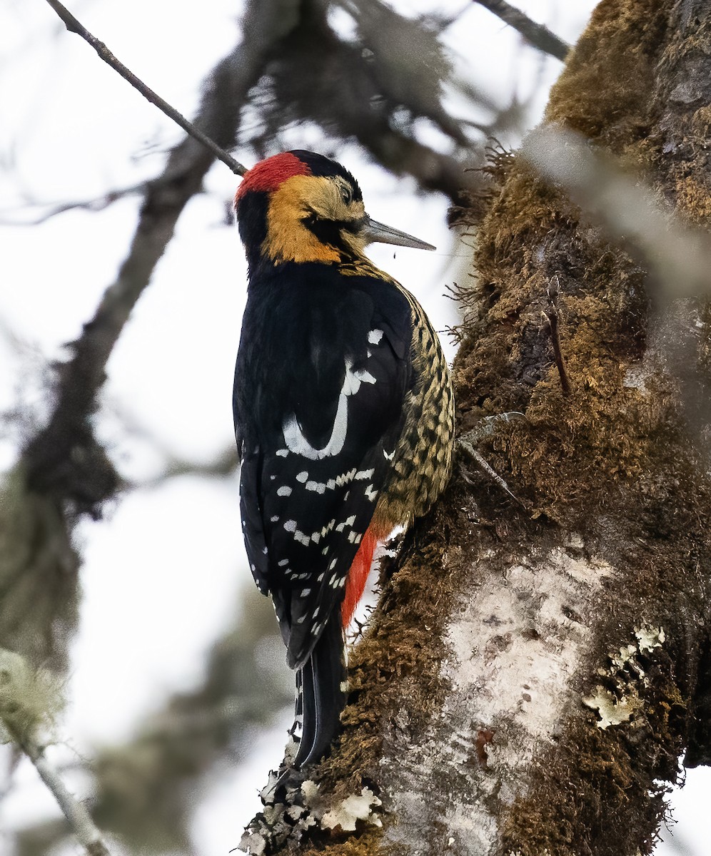 Darjeeling Woodpecker - ML619457110
