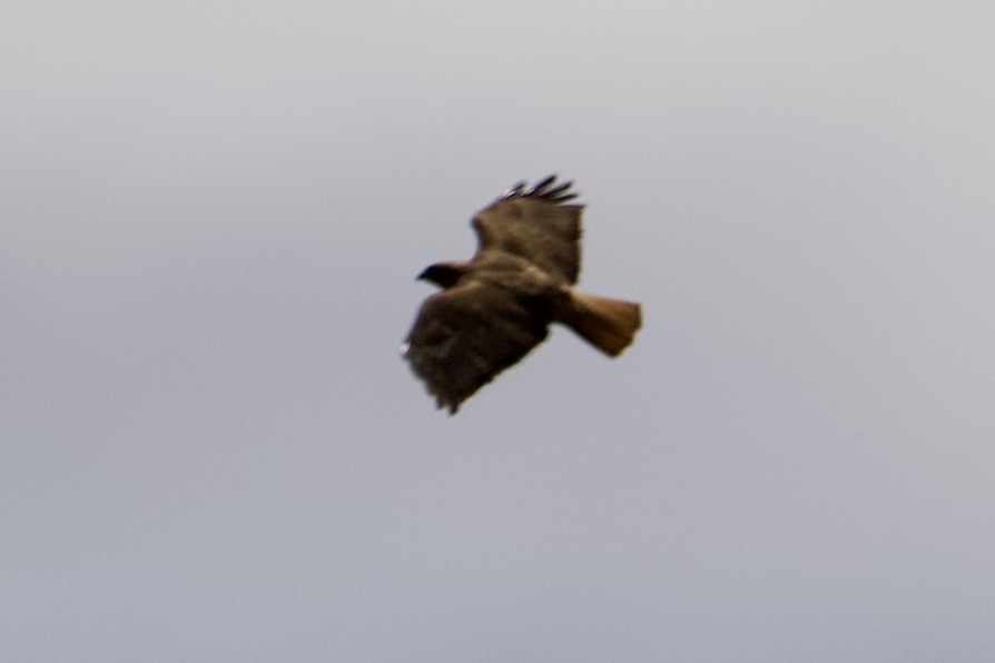 Red-tailed Hawk - ML619457148