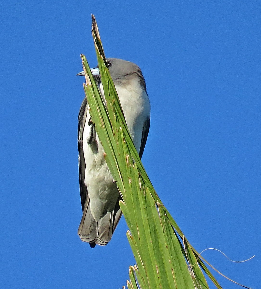 White-breasted Woodswallow - ML619457205