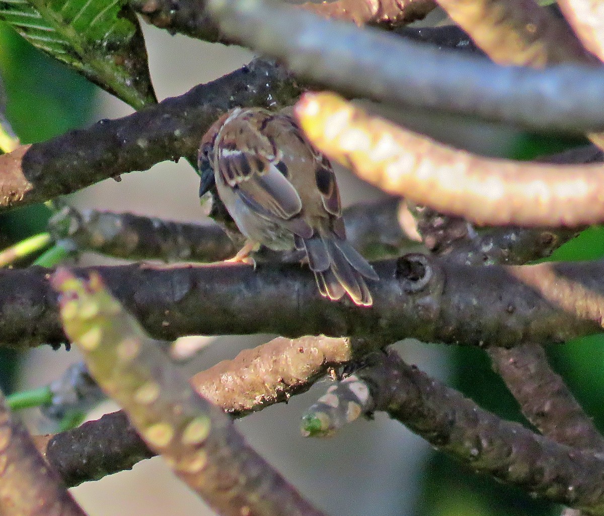 Eurasian Tree Sparrow - ML619457257