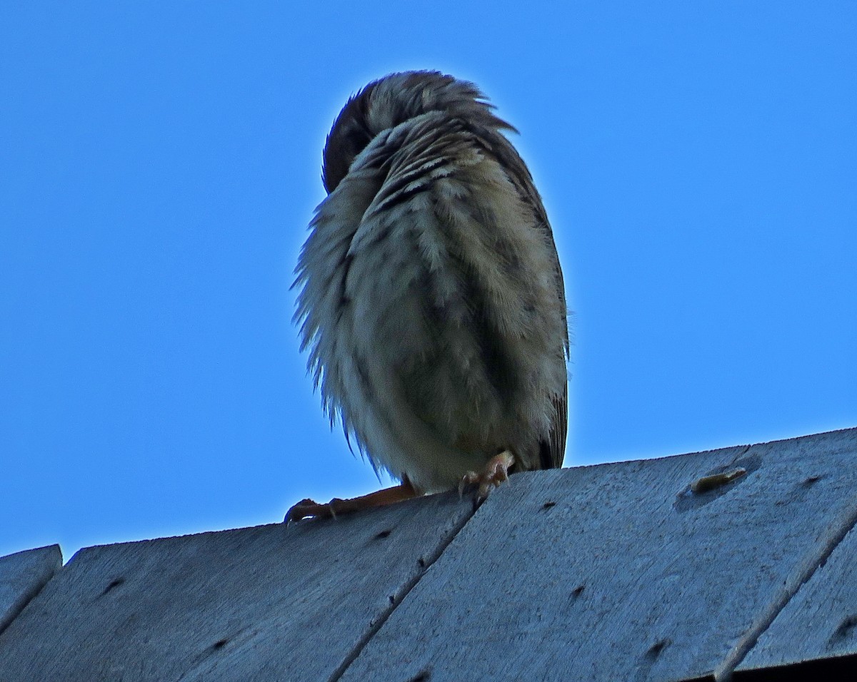 Eurasian Tree Sparrow - ML619457259