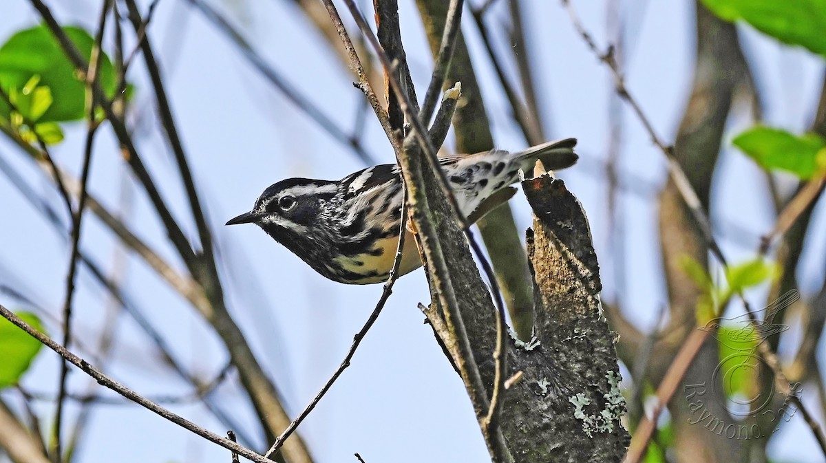 Black-and-white Warbler - ML619457269
