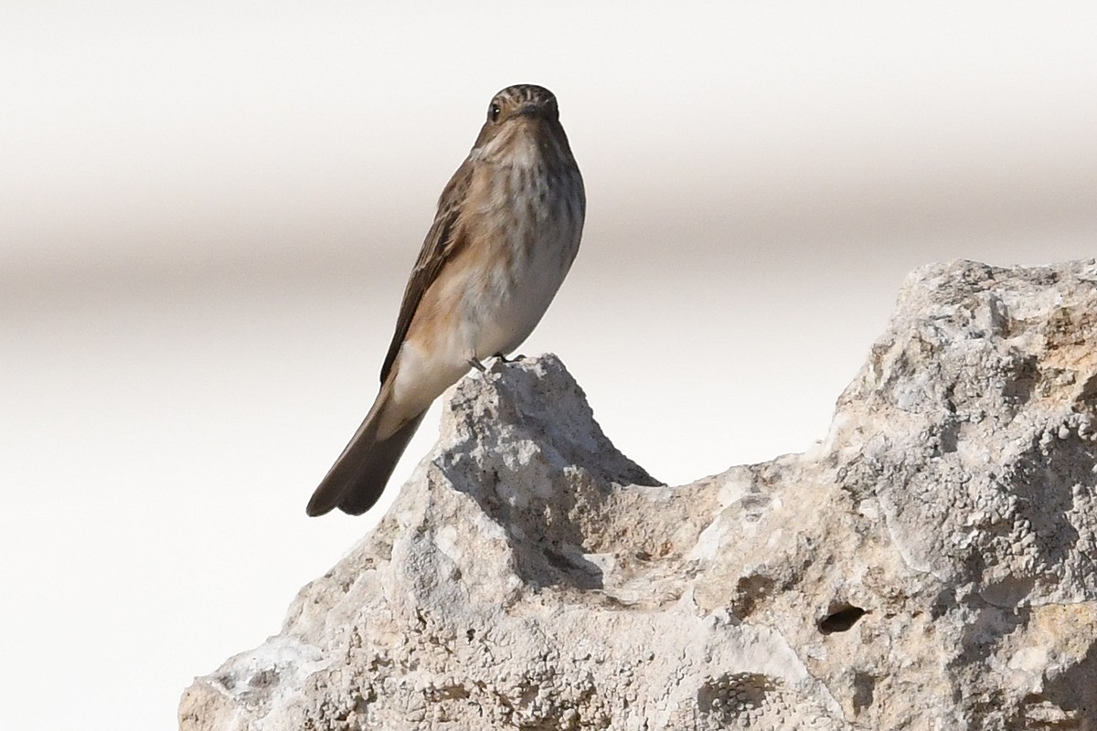 Spotted Flycatcher (Spotted) - ML619457284