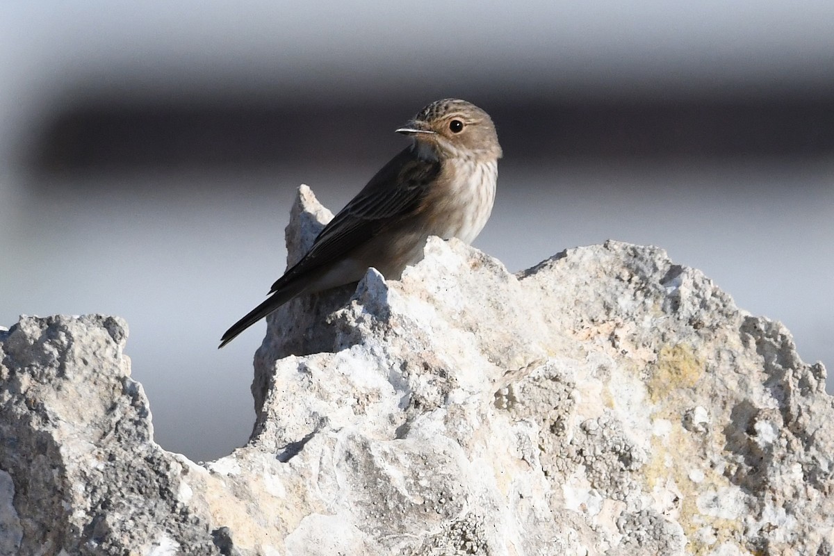 Spotted Flycatcher (Spotted) - ML619457294