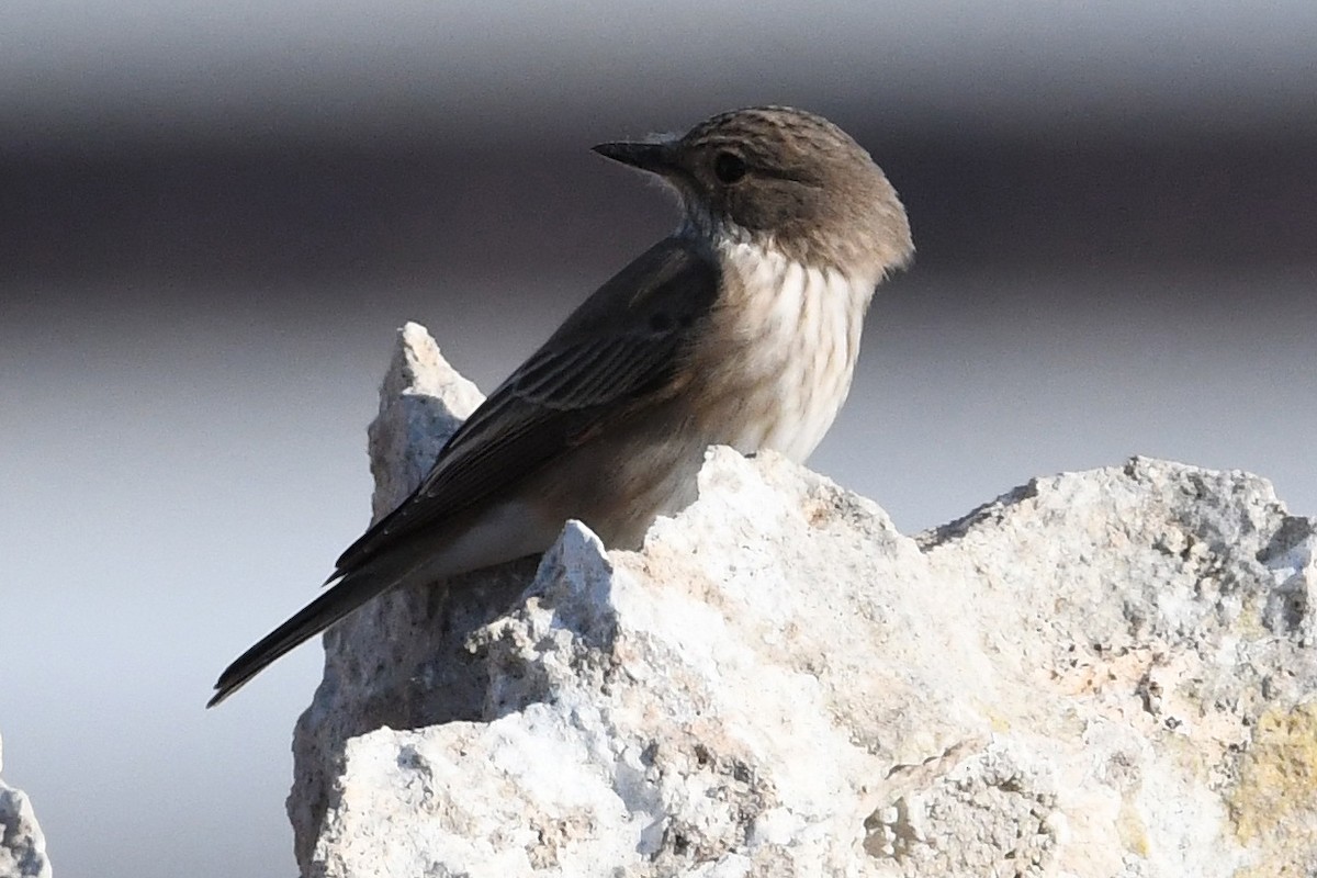 Spotted Flycatcher (Spotted) - ML619457299