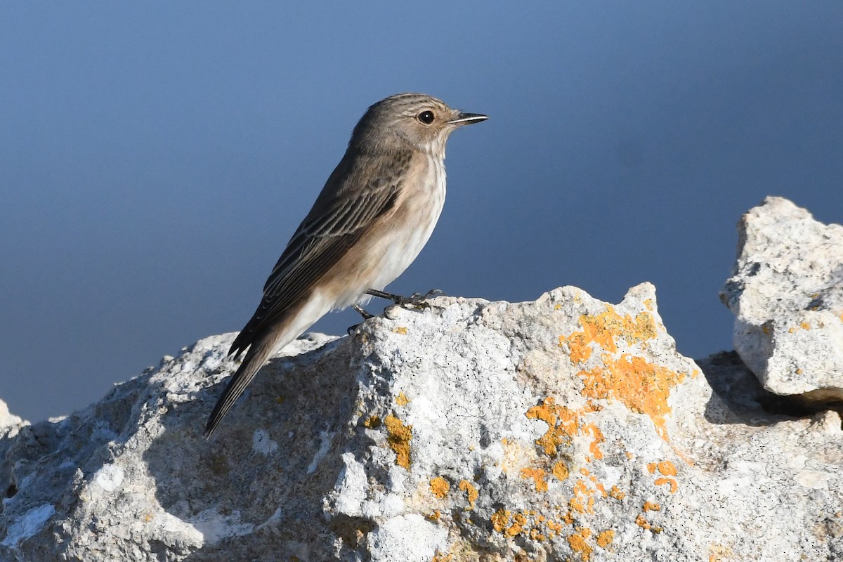 Spotted Flycatcher (Spotted) - ML619457302