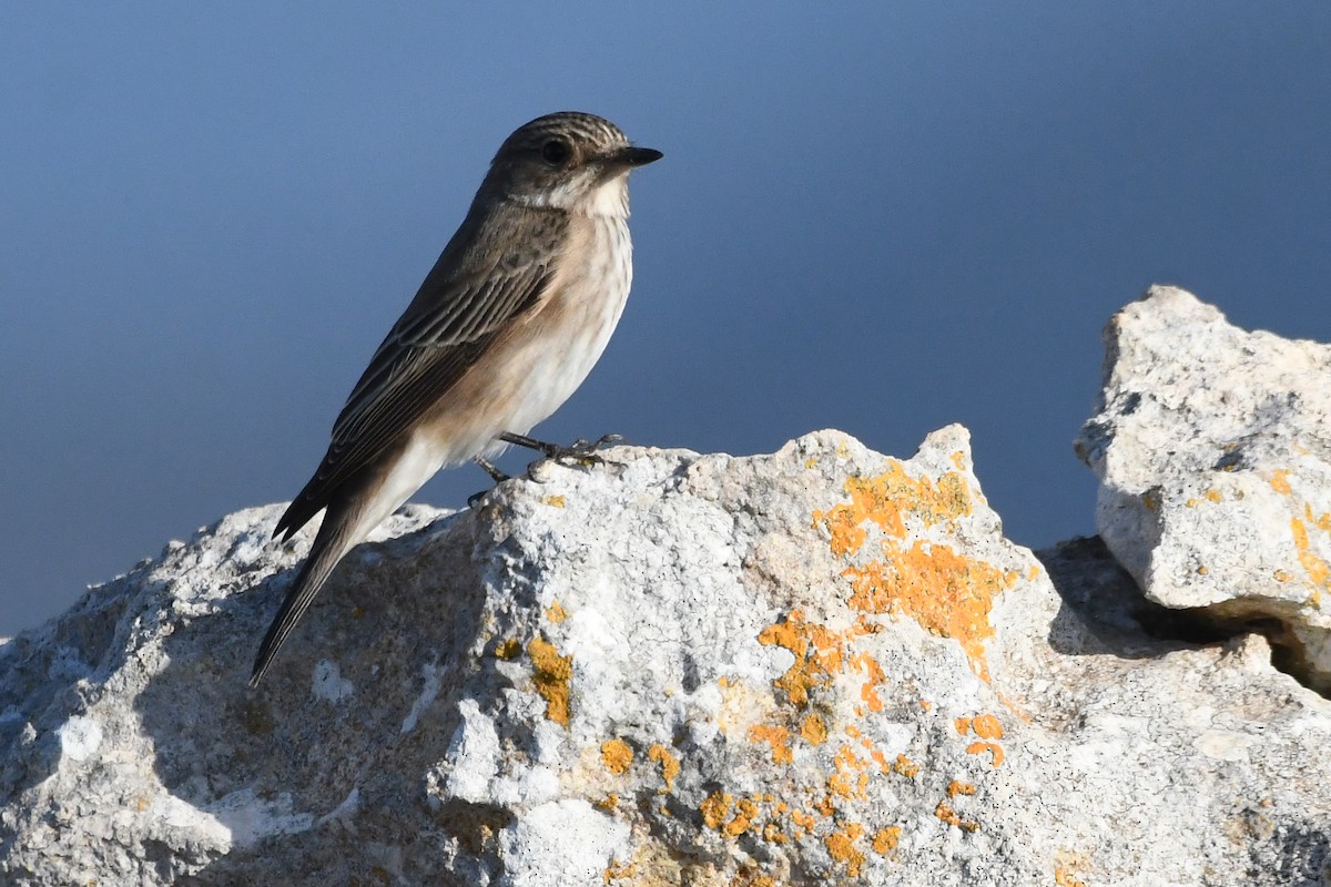 Spotted Flycatcher (Spotted) - ML619457306