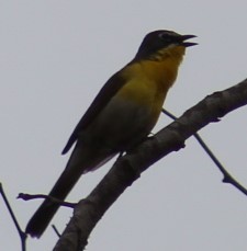 Yellow-breasted Chat - ML619457361