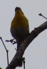 Yellow-breasted Chat - ML619457362