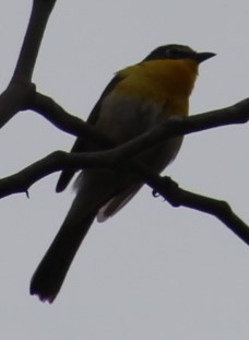 Yellow-breasted Chat - ML619457363