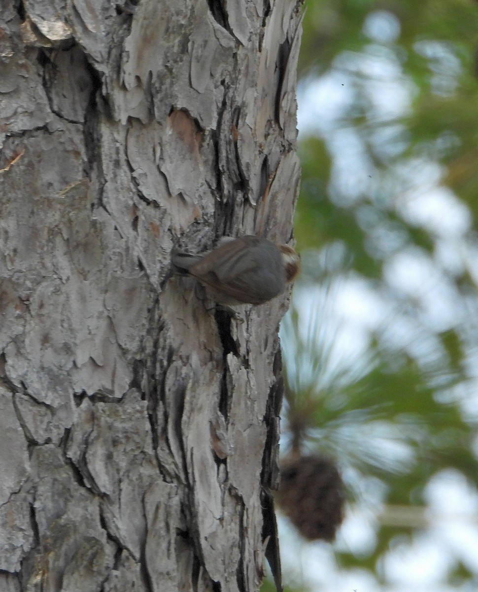 Brown-headed Nuthatch - ML619457386