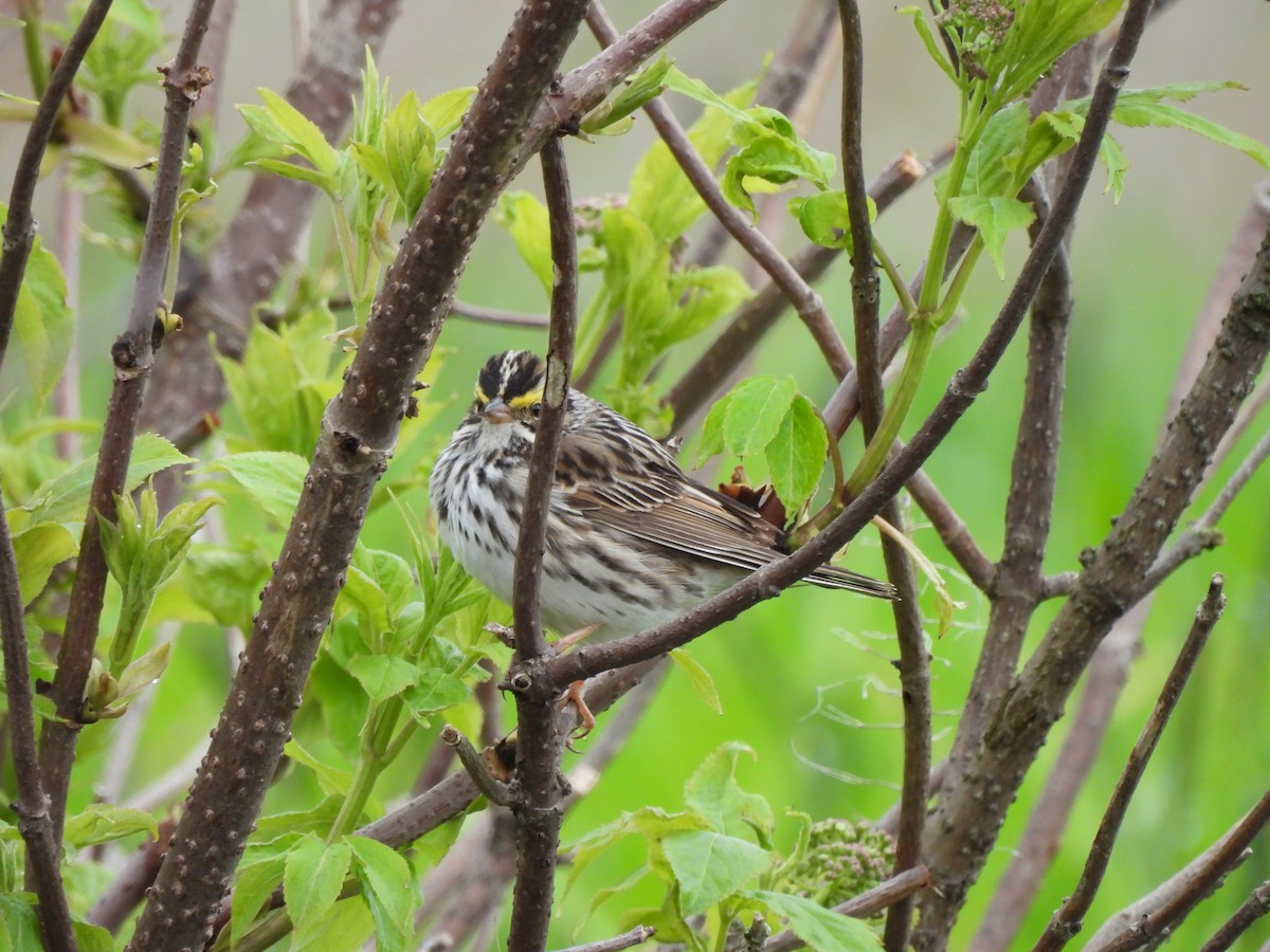 Savannah Sparrow - ML619457387