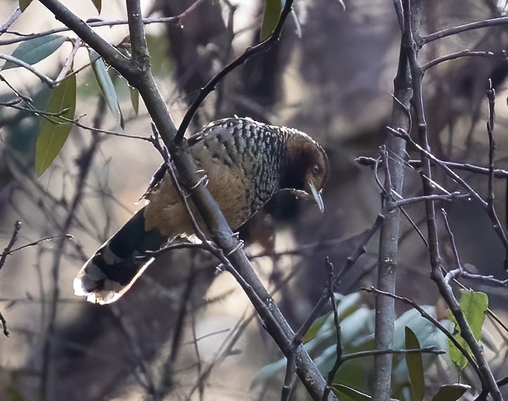 Spotted Laughingthrush - ML619457395