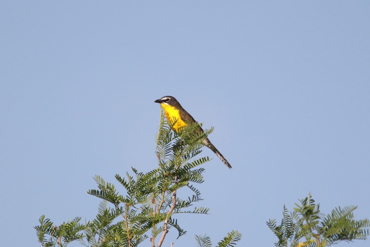 Yellow-breasted Chat - ML619457413