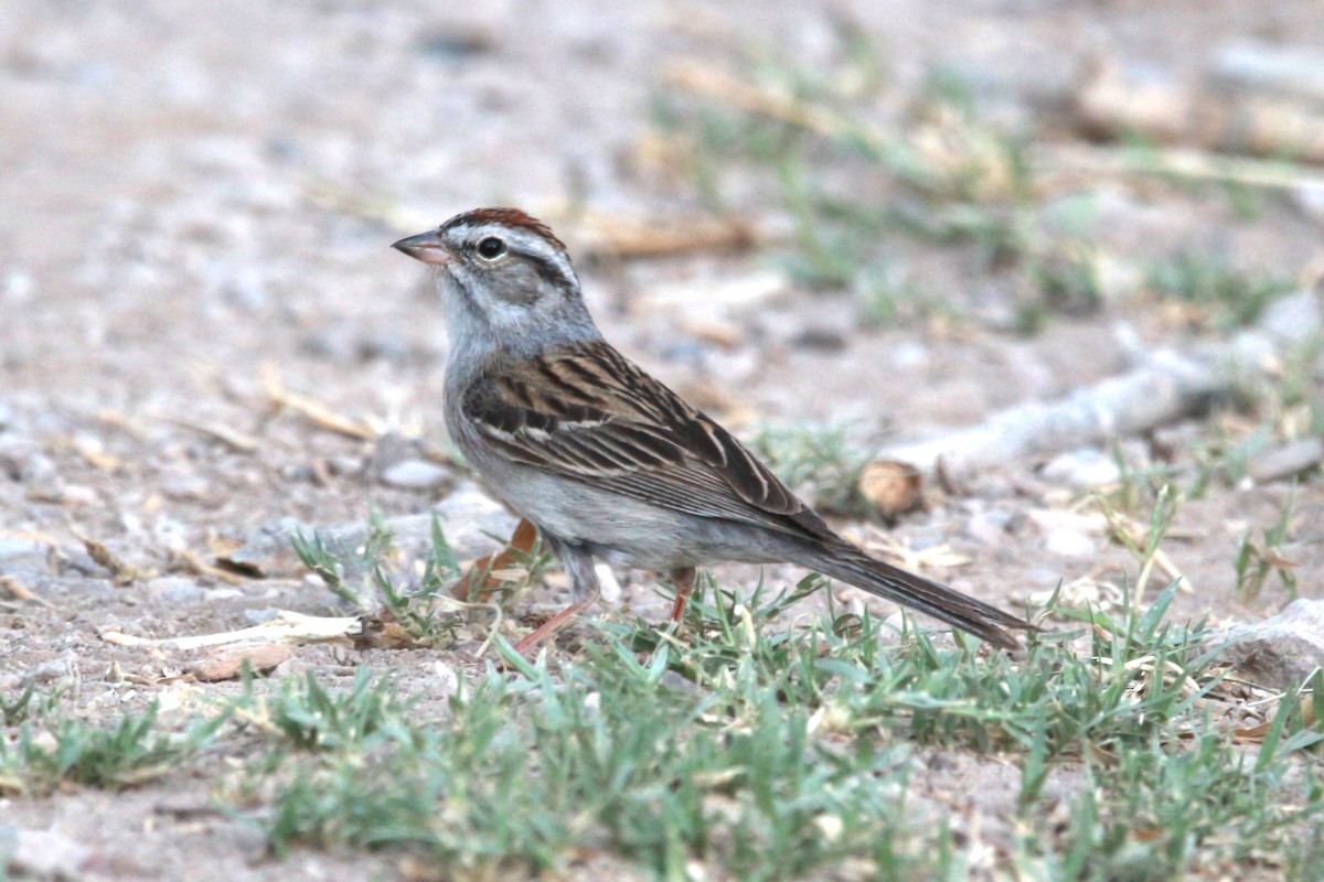 Chipping Sparrow - ML619457429