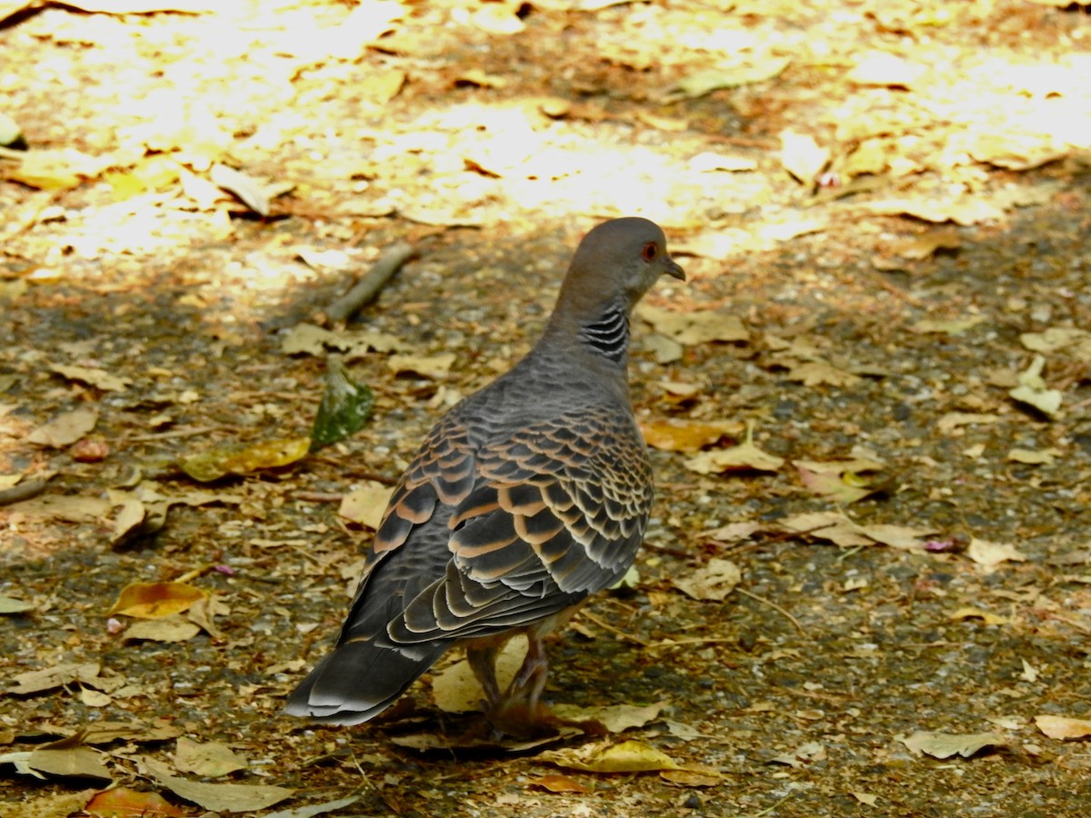 Oriental Turtle-Dove - ML619457446