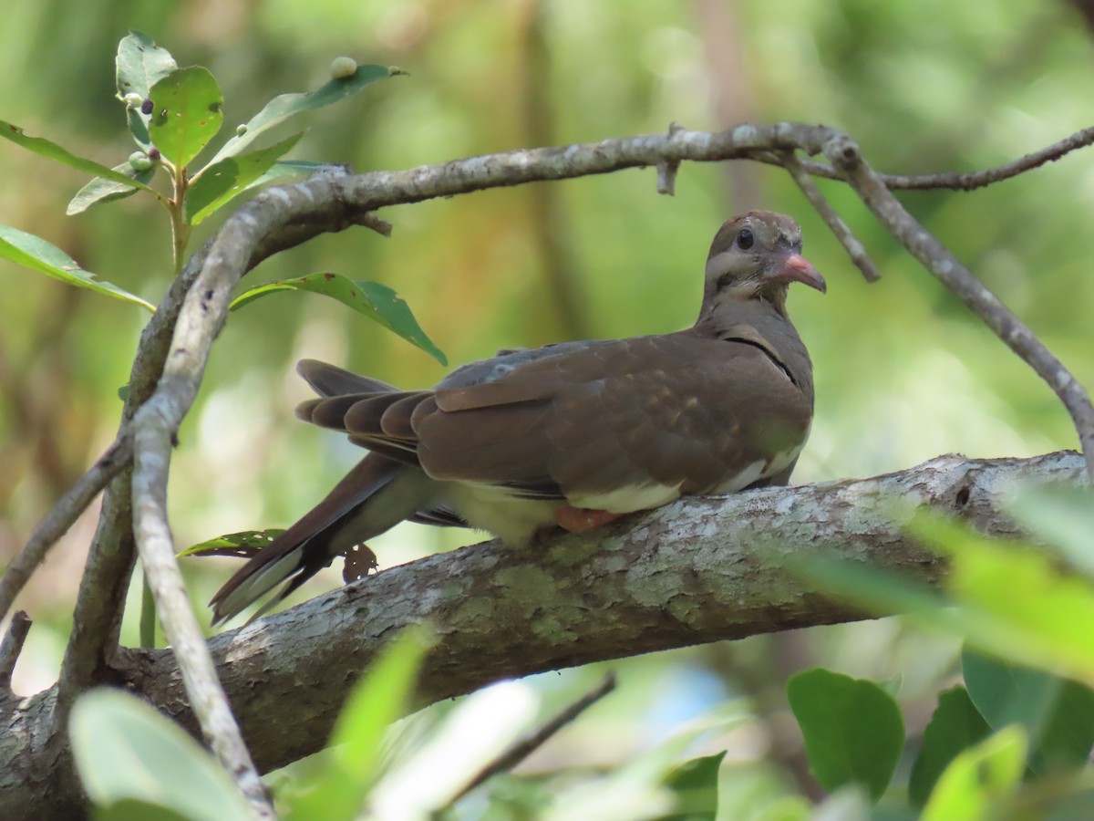 eBird Checklist 22 May 2024 Hagen Ranch Road Library 8 species