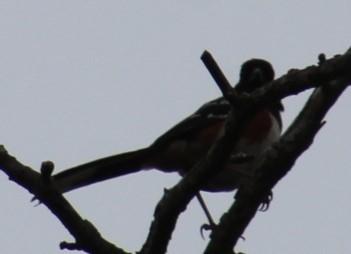 Spotted Towhee - ML619457474