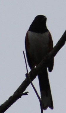 Spotted Towhee - ML619457475