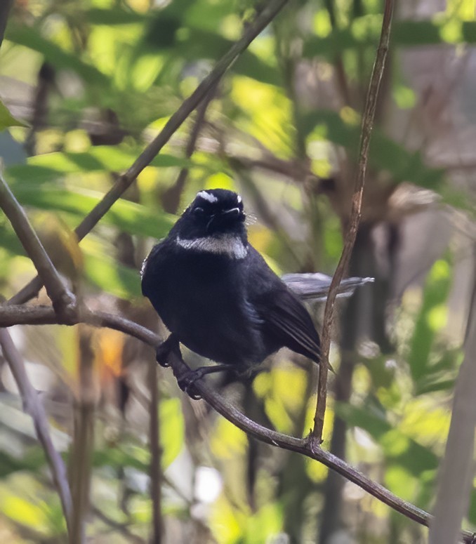 White-throated Fantail - ML619457500