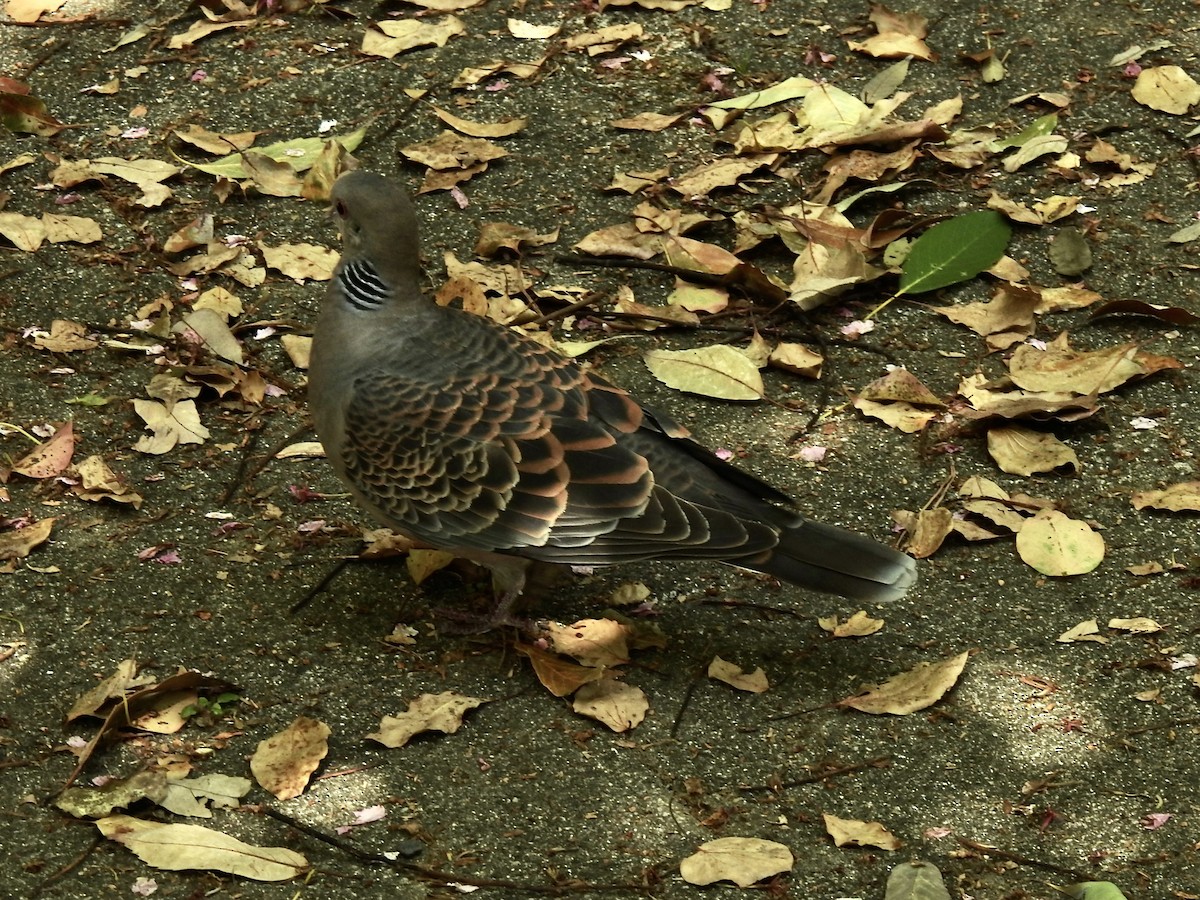 Oriental Turtle-Dove - ML619457540
