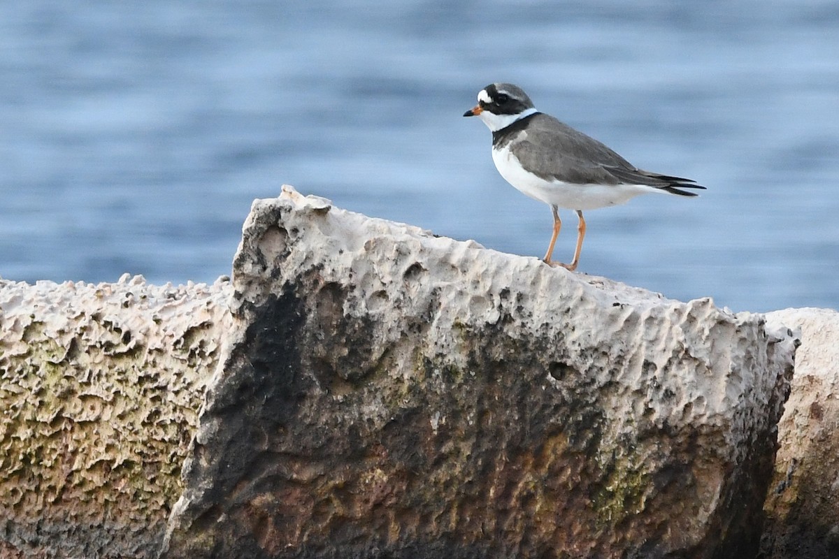 Common Ringed Plover - ML619457541