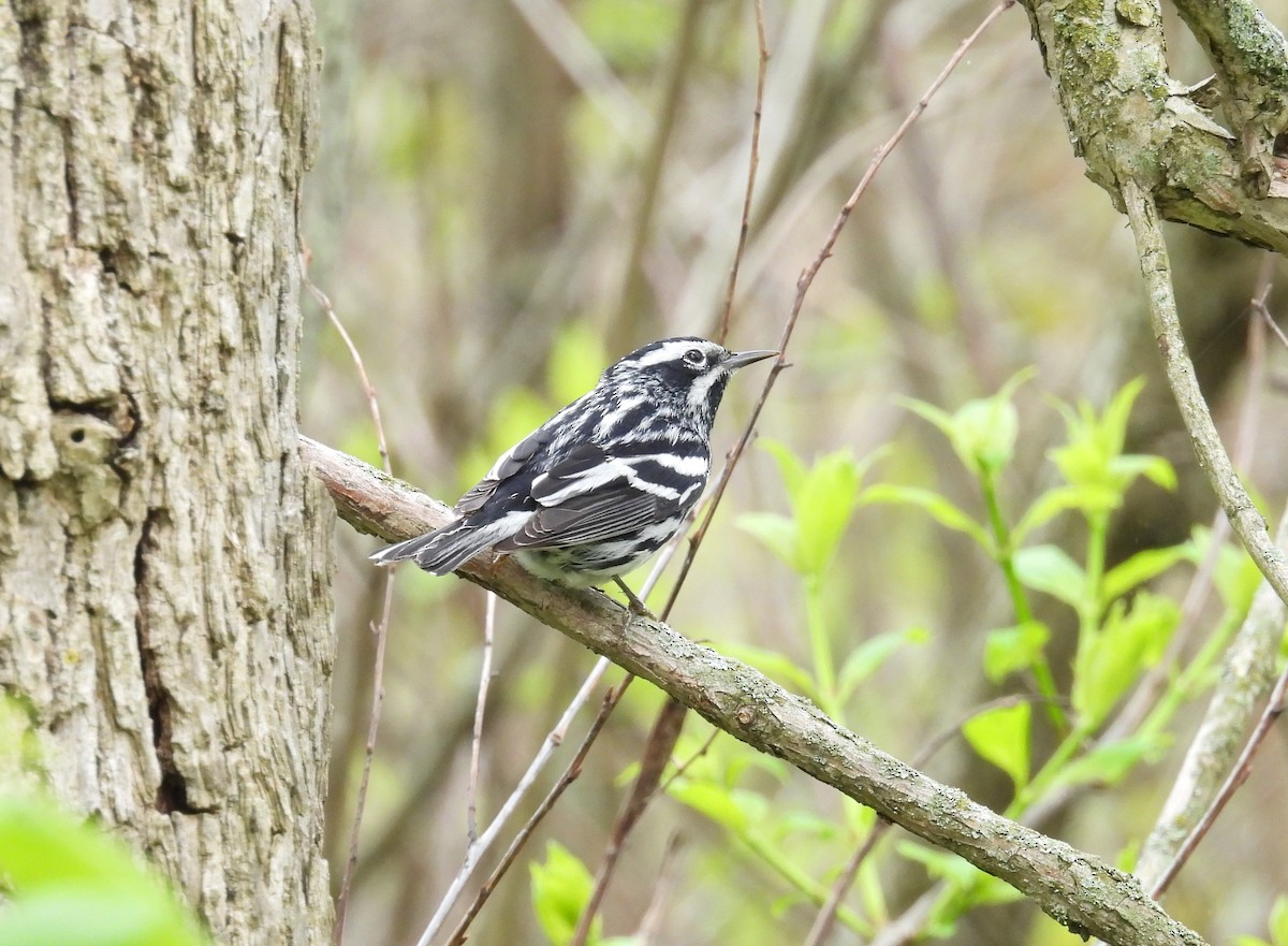 Black-and-white Warbler - ML619457579
