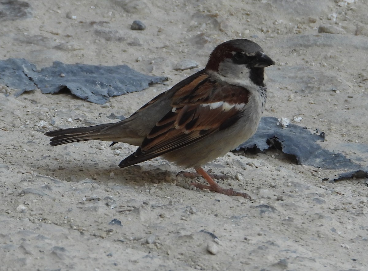 House Sparrow - ML619457590