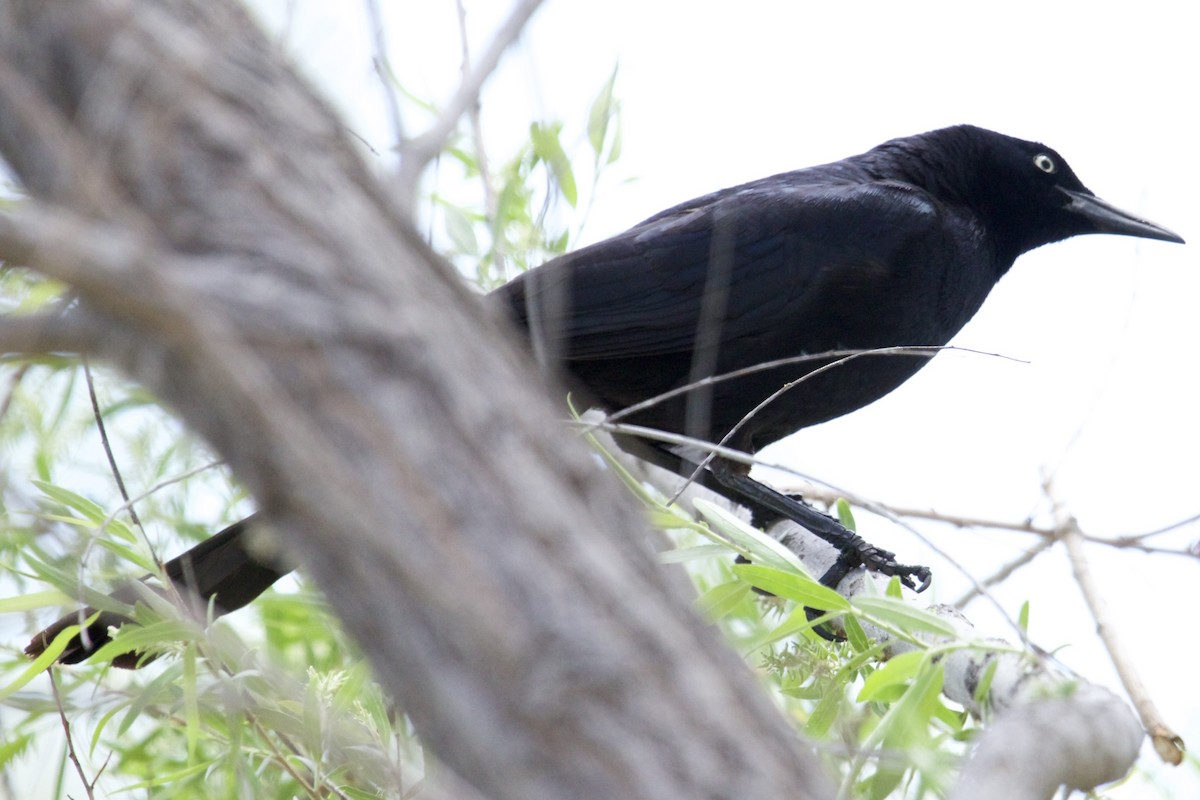 Great-tailed Grackle - ML619457749