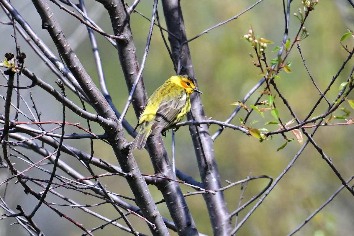 Cape May Warbler - ML619457768