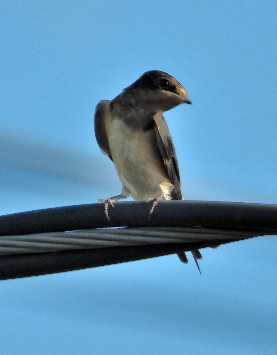Barn Swallow - ML619457787