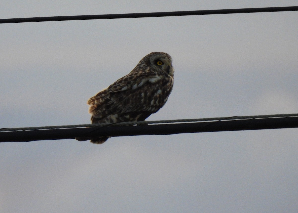 Short-eared Owl - ML619457810
