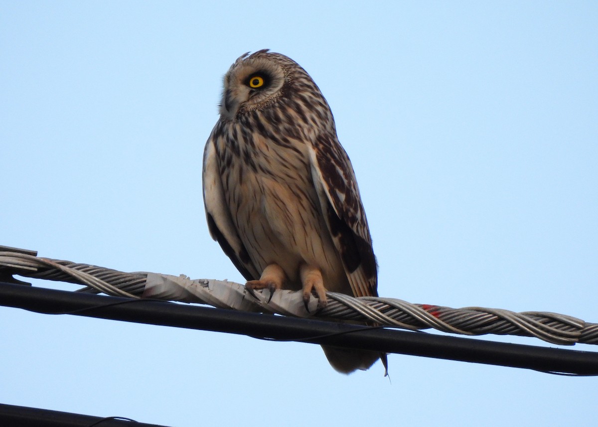 Short-eared Owl - ML619457811
