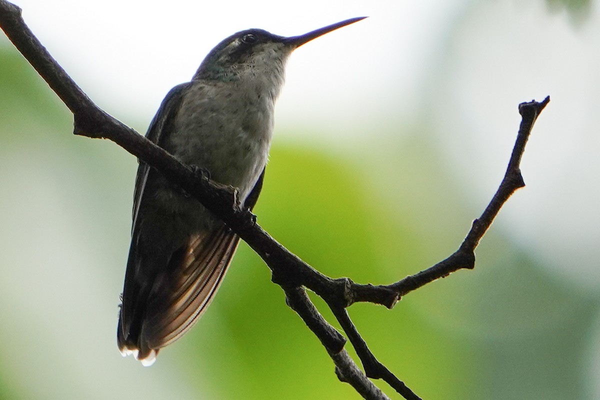 kolibřík portorický - ML619457834