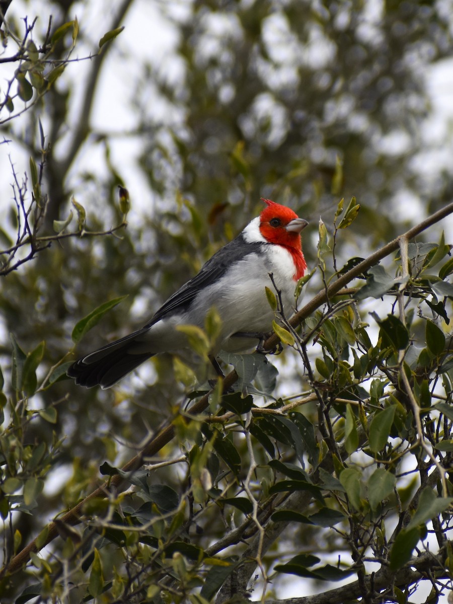 Red-crested Cardinal - ML619457835