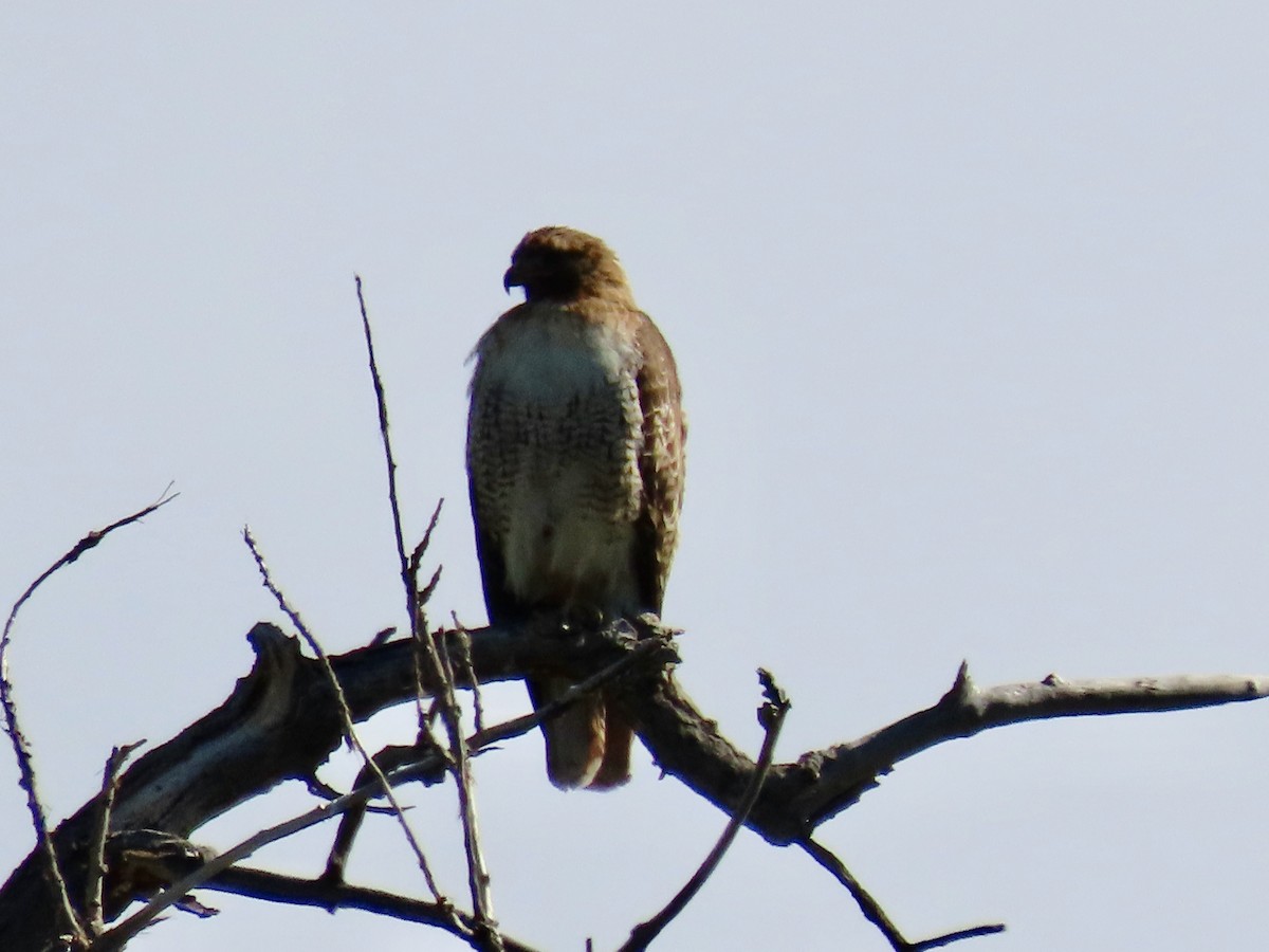 Red-tailed Hawk - ML619457973