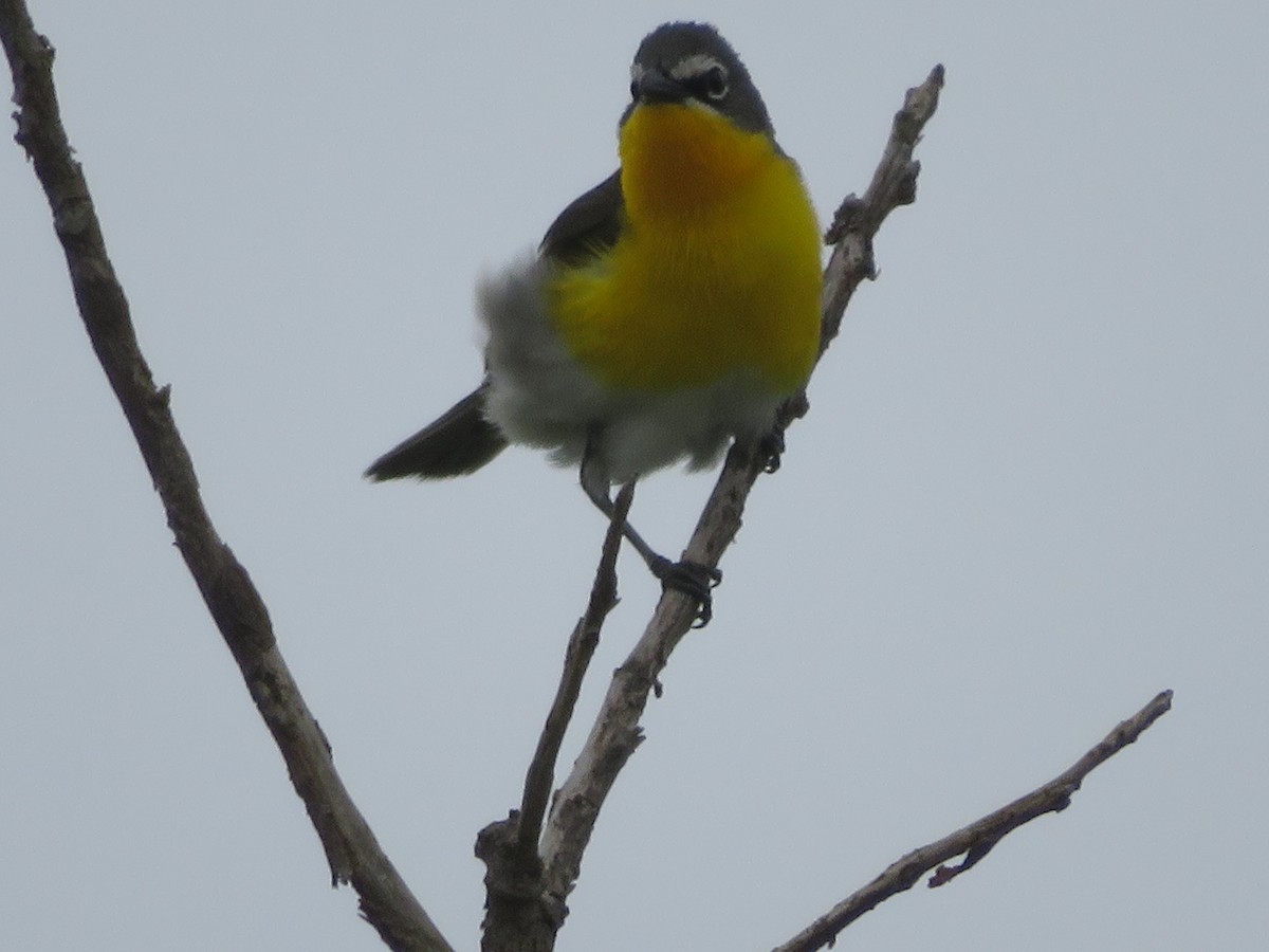 Yellow-breasted Chat - ML619458052