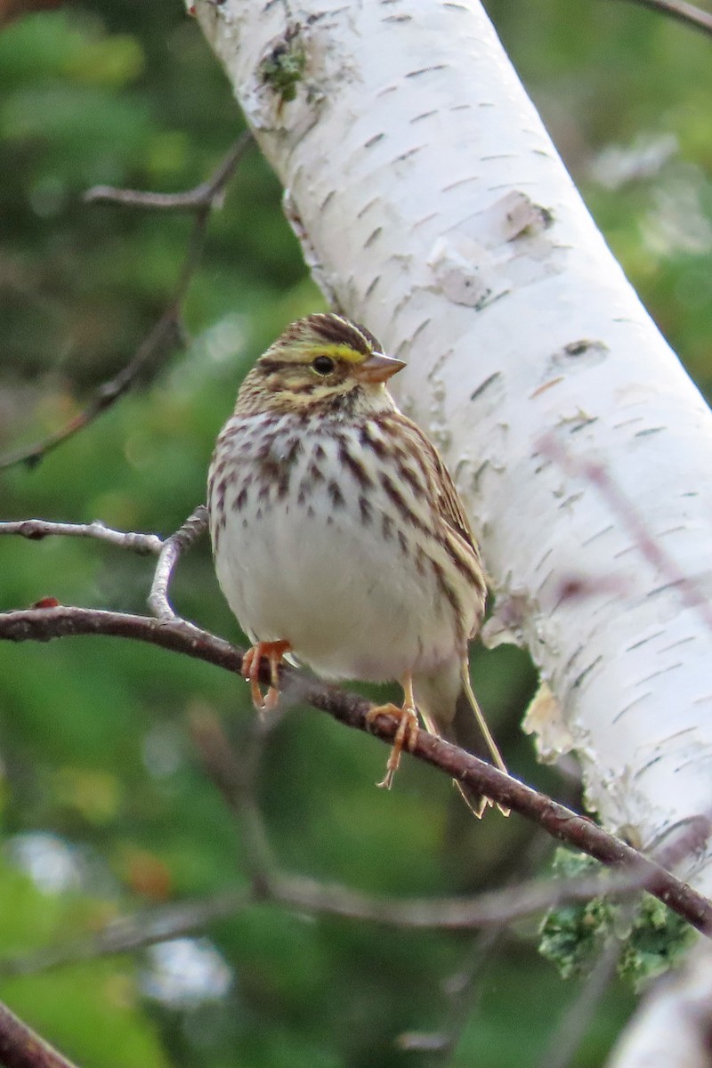 Savannah Sparrow - ML619458105