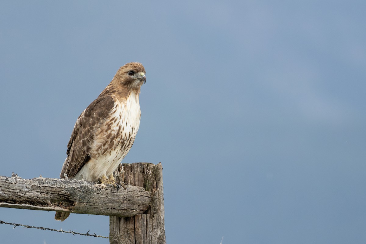 Red-tailed Hawk - ML619458110
