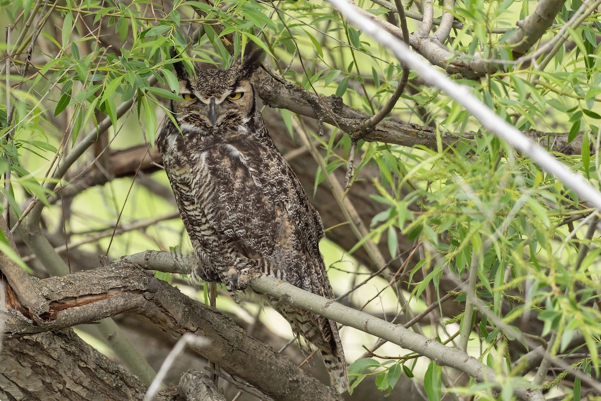 Great Horned Owl - ML619458120