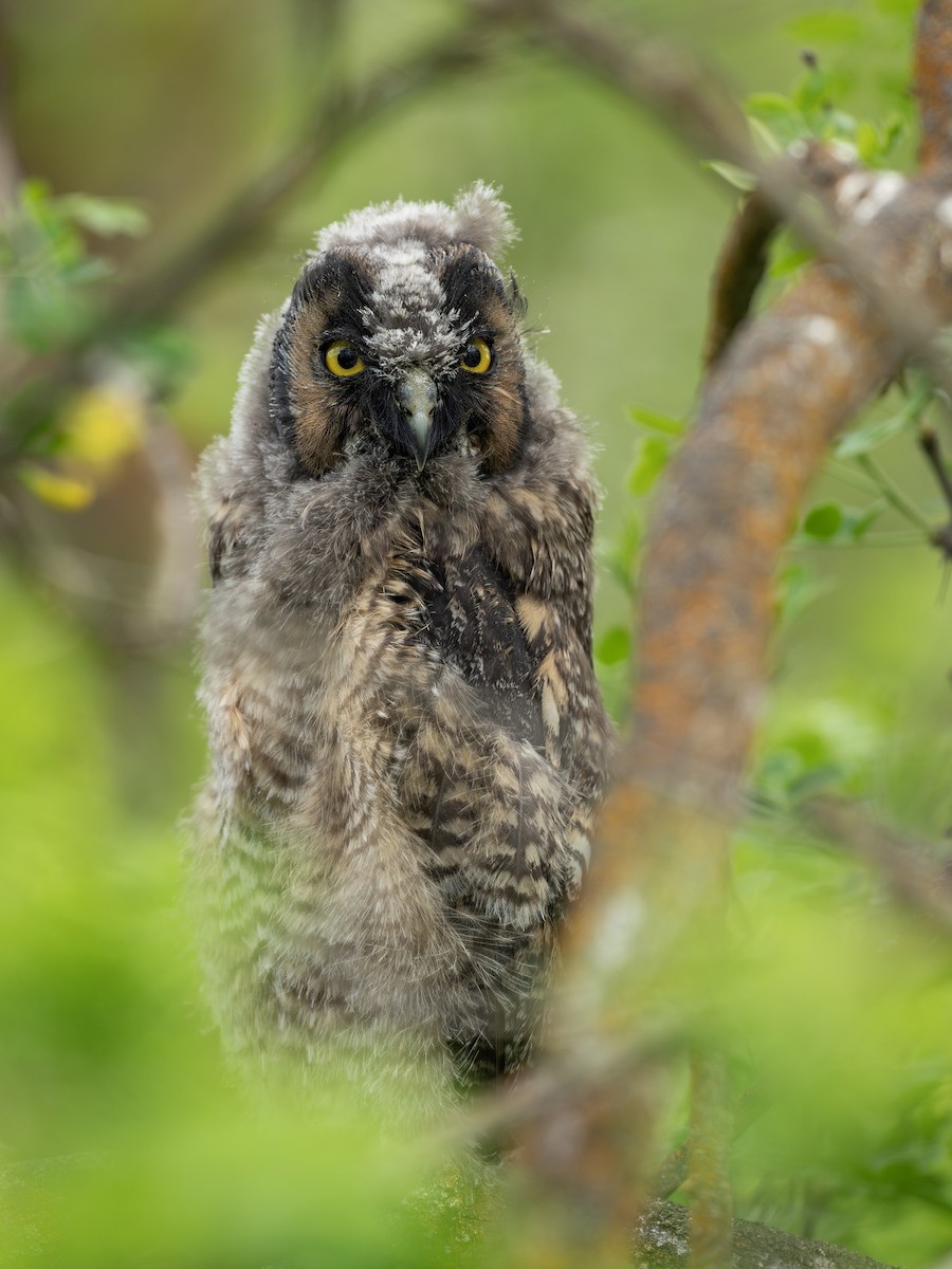 Long-eared Owl - ML619458126