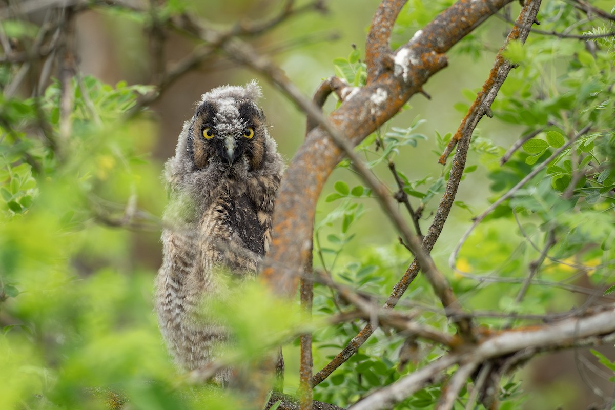 Long-eared Owl - ML619458127