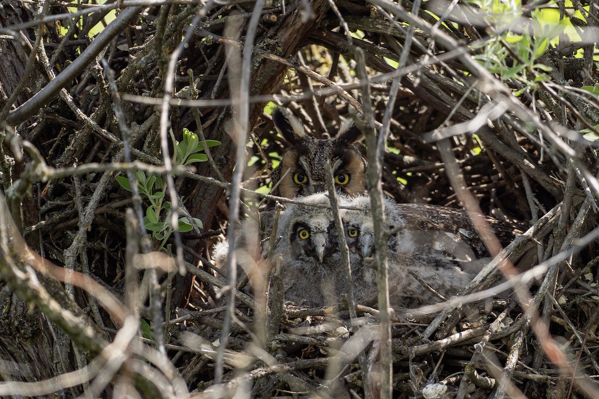 Long-eared Owl - ML619458131